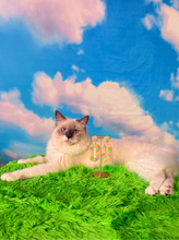 Load image into Gallery viewer, Dreamscape Mod Ovals